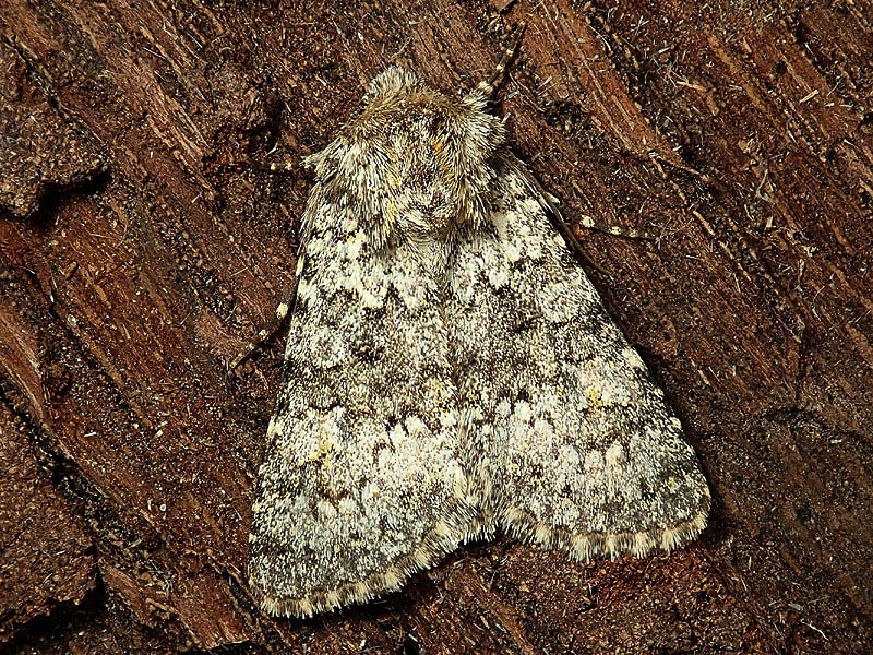 Noctuidae: Acronicta? - No, Hecatera dysodea